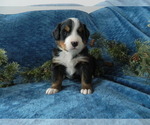 Small #1 Bernese Mountain Dog