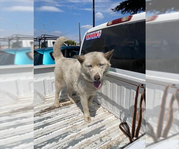 Medium Photo #1 Siberian Husky Puppy For Sale in Stockton, CA, USA