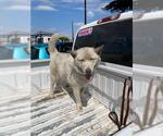 Small Siberian Husky