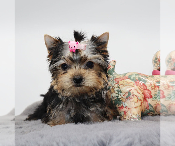 Medium Photo #2 Yorkshire Terrier Puppy For Sale in LOS ANGELES, CA, USA