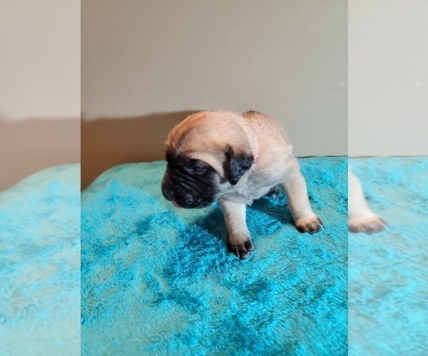 Medium Photo #2 Cane Corso Puppy For Sale in BUNCH, OK, USA