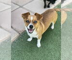Small Chihuahua Mix