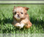 Small Shih Tzu
