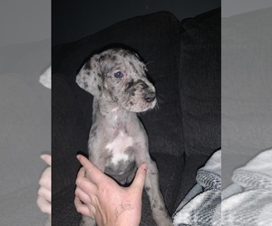 Great Dane Puppy for sale in NEWCOMERSTOWN, OH, USA