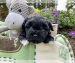 Small Photo #3 Mal-Shi-Poodle (Toy) Mix Puppy For Sale in OREGON CITY, OR, USA