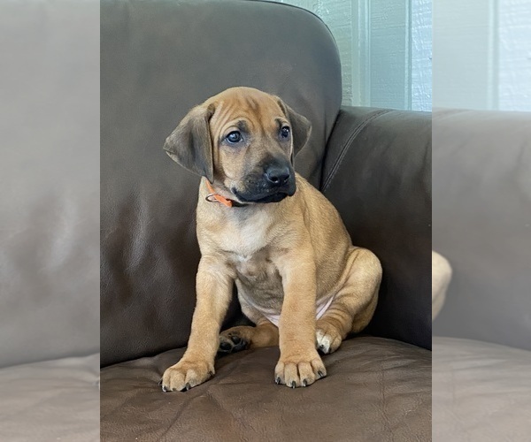 Medium Photo #17 Rhodesian Ridgeback Puppy For Sale in KELLER, TX, USA
