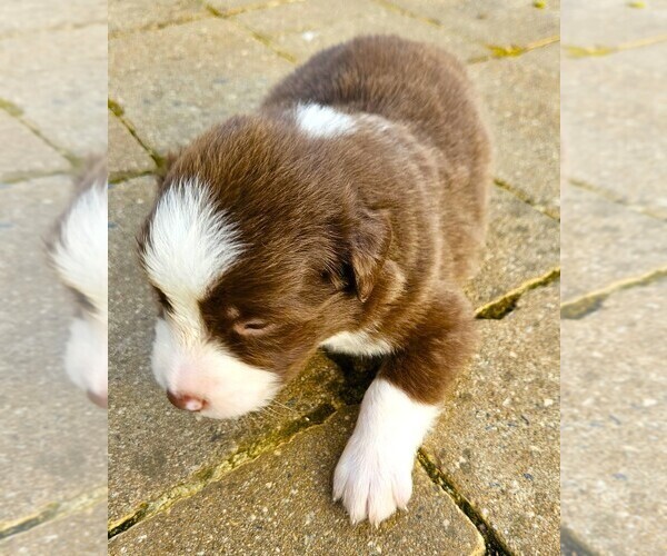 Medium Photo #13 Australian Shepherd Puppy For Sale in NELSON, VA, USA