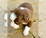 Small #12 Australian Shepherd