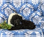 Small Photo #4 Cock-A-Poo Puppy For Sale in LINCOLN UNIVERSITY, PA, USA