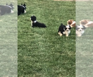 Miniature American Shepherd Puppy for sale in HICKORY, NC, USA