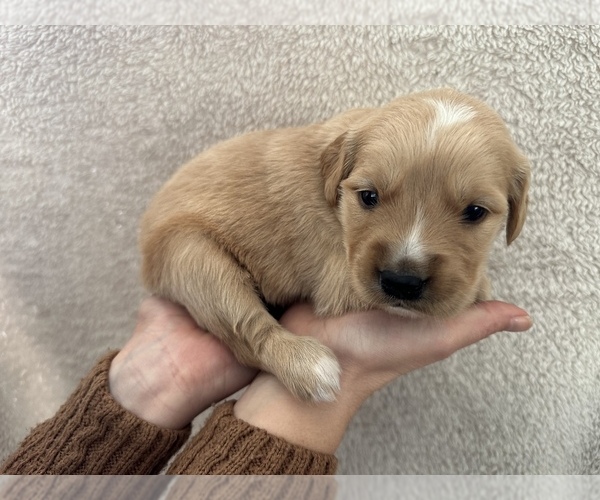 Medium Photo #1 Golden Retriever Puppy For Sale in HILLSBORO, OH, USA