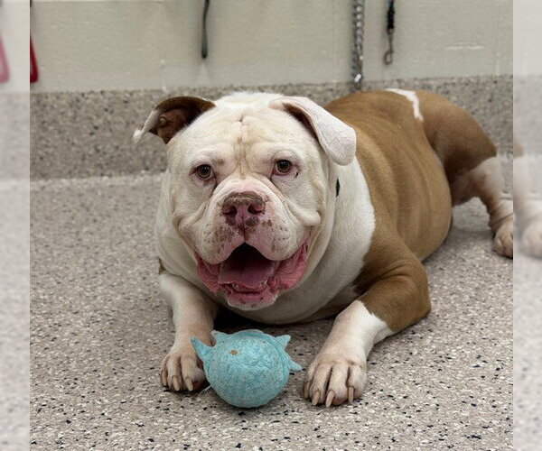 Medium Photo #1 American Bulldog-Unknown Mix Puppy For Sale in Brighton, CO, USA