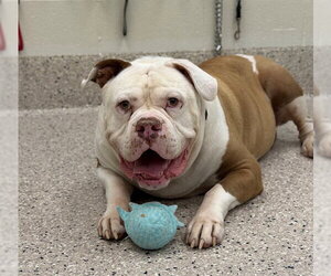 American Bulldog-Unknown Mix Dogs for adoption in Brighton, CO, USA