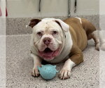 Small American Bulldog Mix