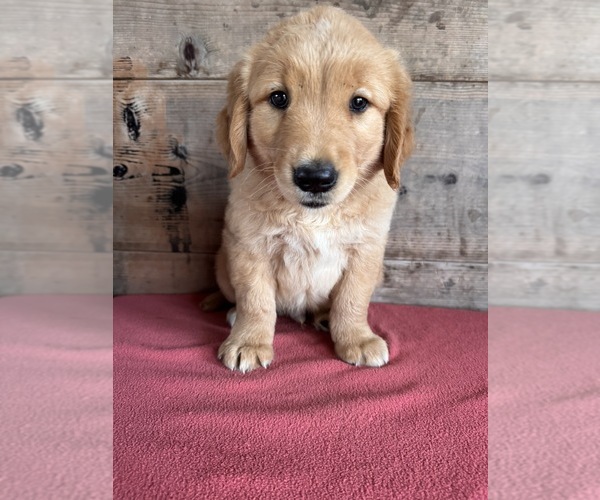 Medium Photo #7 Golden Retriever Puppy For Sale in VERMONTVILLE, MI, USA