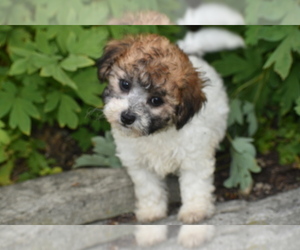 Bichpoo Puppy for sale in ELDORADO, OH, USA