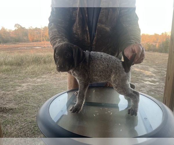 Medium Photo #8 German Shorthaired Pointer Puppy For Sale in LUCEDALE, MS, USA