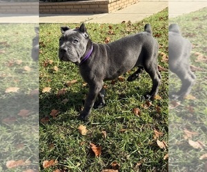 Cane Corso Puppy for sale in MORENO VALLEY, CA, USA
