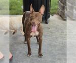 Small Bull Terrier Mix