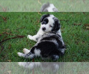 Miniature American Shepherd Puppy for sale in KAMUELA, HI, USA