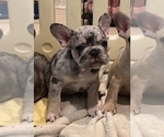 Puppy SPOT French Bulldog