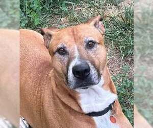 Boxer-Unknown Mix Dogs for adoption in Tabernash, CO, USA