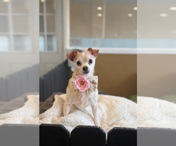 Medium Photo #1 Chihuahua-Unknown Mix Puppy For Sale in Phoenix, AZ, USA