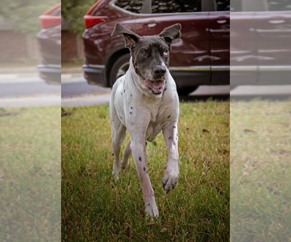 Medium Photo #16 Great Dane Puppy For Sale in Bullard, TX, USA