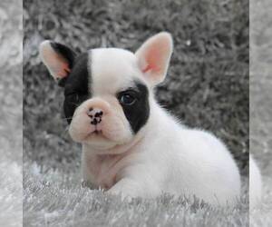 French Bulldog Puppy for sale in LINDEN, TN, USA