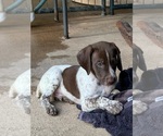 Small Photo #3 German Shorthaired Pointer Puppy For Sale in NEW WAVERLY, TX, USA