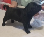 Small #1 Labrador Retriever