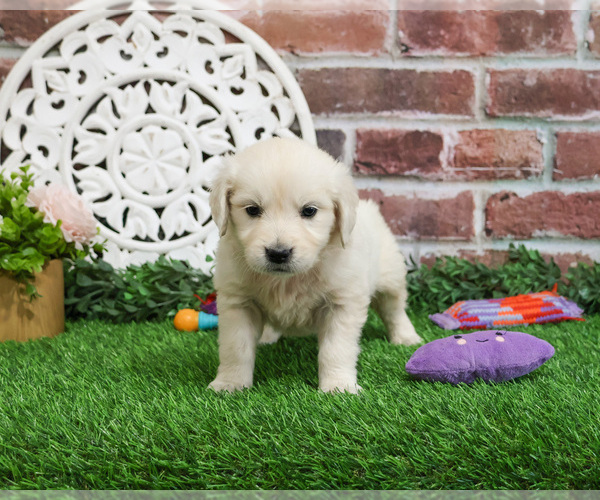 Medium Photo #10 English Cream Golden Retriever Puppy For Sale in SYRACUSE, IN, USA