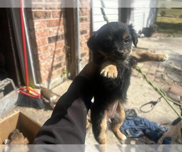 Medium Photo #1 Chihuahua-Unknown Mix Puppy For Sale in Houston, TX, USA