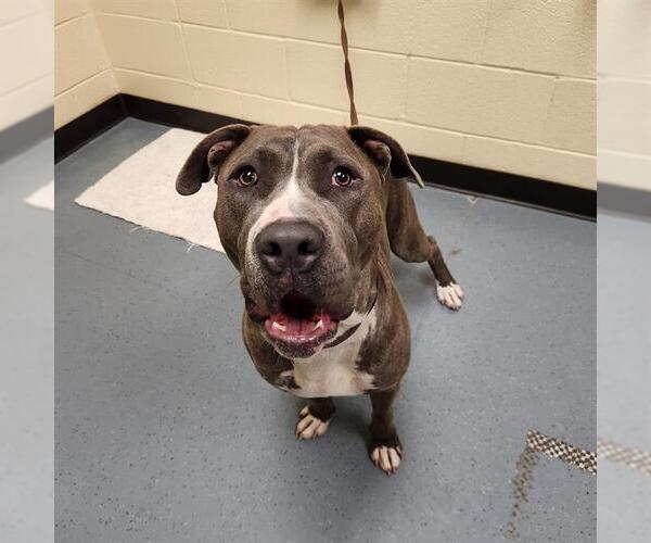 Medium Photo #1 American Pit Bull Terrier Puppy For Sale in Denver, CO, USA