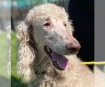 Small #2 Poodle (Standard)