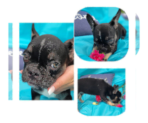 French Bulldog Puppy for sale in BRADENTON, FL, USA