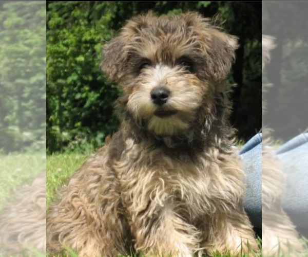 Medium Photo #69 Poocan Puppy For Sale in FAIR OAKS, CA, USA