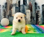 Puppy Puppy 3 Pomeranian