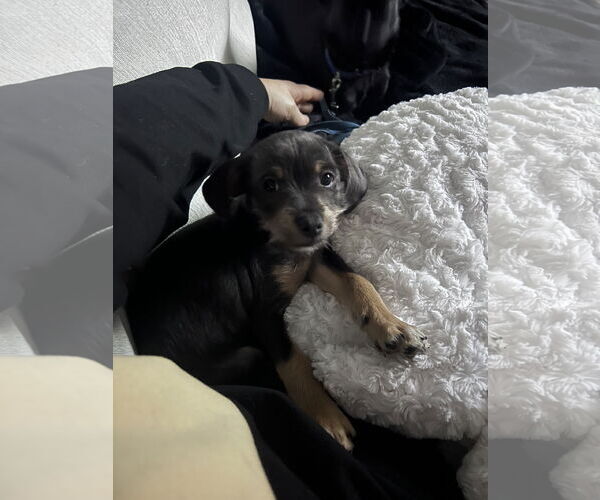 Medium Photo #3 Chihuahua-Unknown Mix Puppy For Sale in Princeton, MN, USA