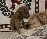 Puppy 4 Goldendoodle (Miniature)