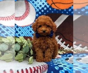Cavapoo Puppy for sale in QUARRYVILLE, PA, USA