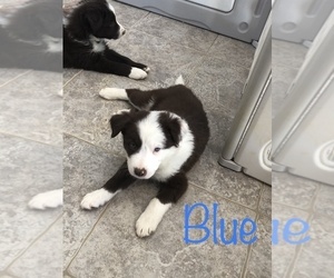 Border Collie Puppy for sale in BARDSTOWN, KY, USA