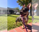 Small Photo #2 French Bulldog Puppy For Sale in Menifee, CA, USA