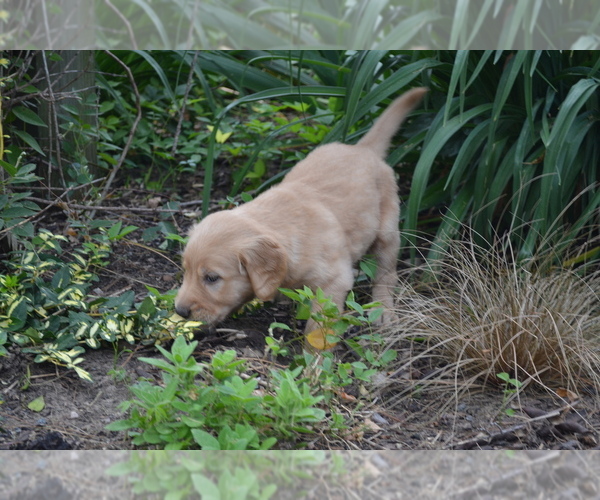 Medium Photo #6 Golden Retriever Puppy For Sale in GREENWOOD, WI, USA