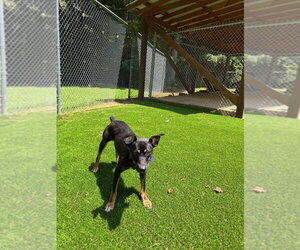 Emmett - Male Mutt Dog for Adoption - Photo #4