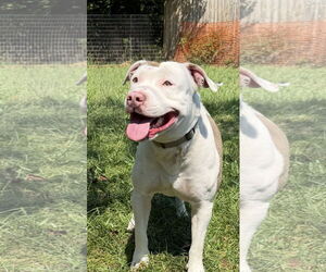 American Bulldog Dogs for adoption in Mooresville, NC, USA