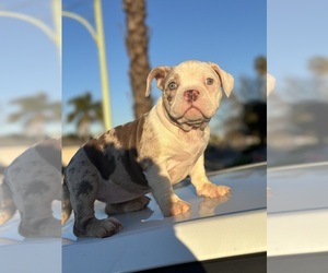 American Bully Puppy for sale in SACRAMENTO, CA, USA