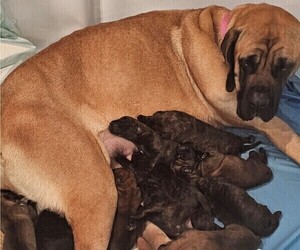Mother of the Mastiff puppies born on 02/02/2024