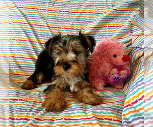 Yorkshire Terrier Puppy for sale in AMSTERDAM, MO, USA