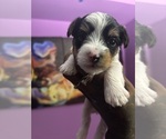 Puppy Puppy 2 Yorkshire Terrier